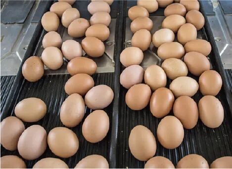 诺德全链驱动方案：覆盖家禽养殖加工，满足卫生与高效双重要求