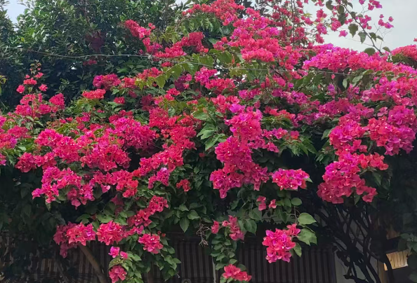 瑙勮寖涓庤祴鑳藉苟琛岋細鏀垮姟绉诲姩浜掕仈缃戝簲鐢ㄧ殑楂樿川閲忓彂灞�